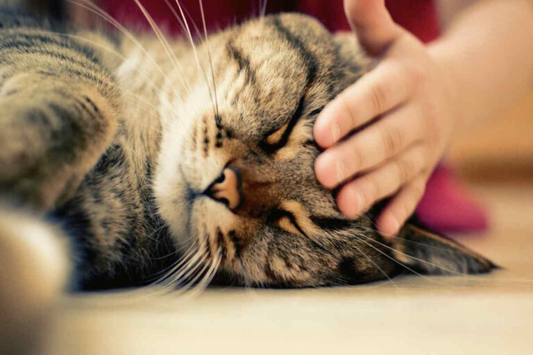 Quando i gatti chiudono gli occhi, esprimono fiducia, affetto e relax. Un segno profondo del legame con i loro umani, confermato anche dalla scienza.