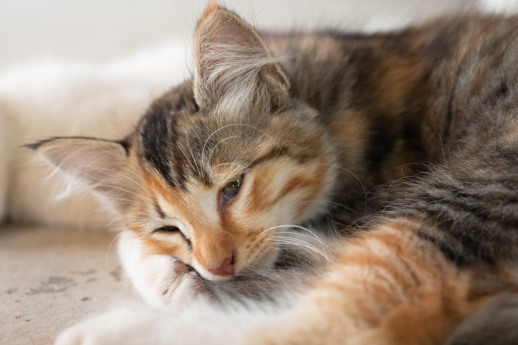 I gatti e la consapevolezza della morte: l’ultimo saluto prima di lasciarci