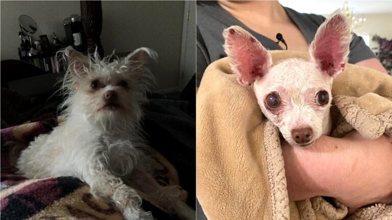 A Las Vegas, Judith Monarrez riabbraccia il suo Chihuahua scomparso. Una storia che celebra l’importanza del microchip.