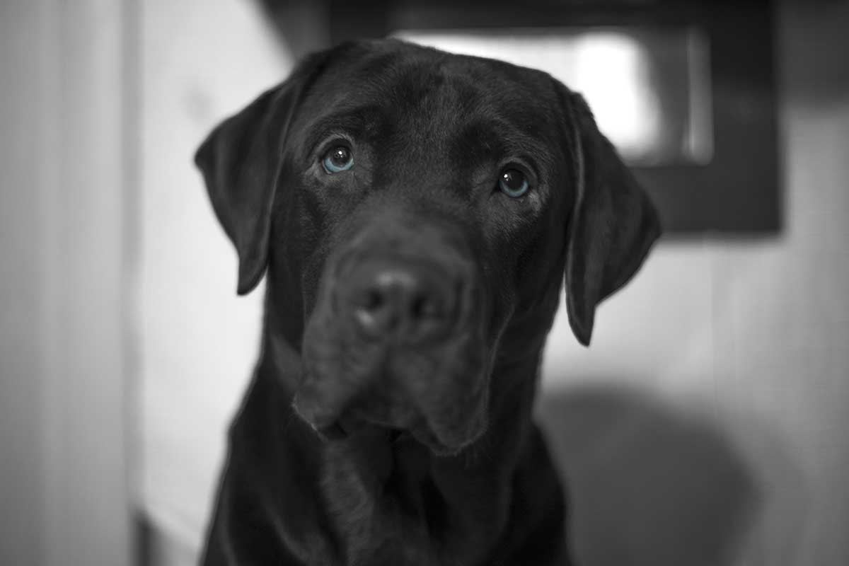 Cosa pensano i cani? Uno studio svela il loro mondo interiore