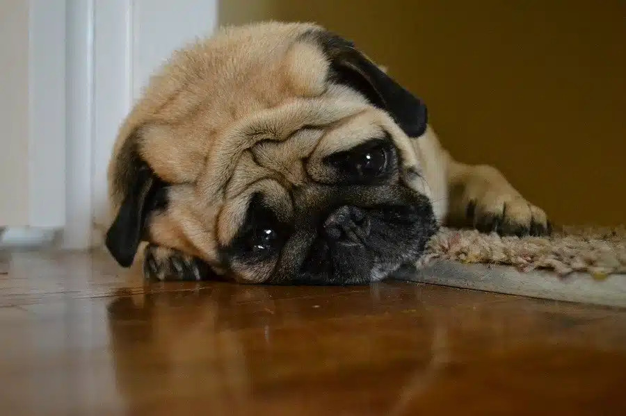 Il pianto dei cani è una forma di comunicazione che riflette bisogni, emozioni o stati fisici. Scopriamo insieme come interpretarlo e affrontarlo.