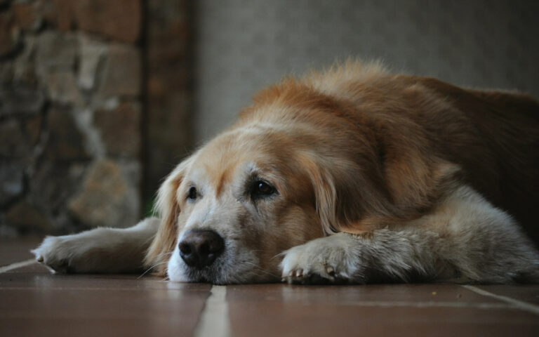 Scopri come calcolare gli anni umani del tuo cane, le razze più longeve e come affrontare il dolore della loro perdita.