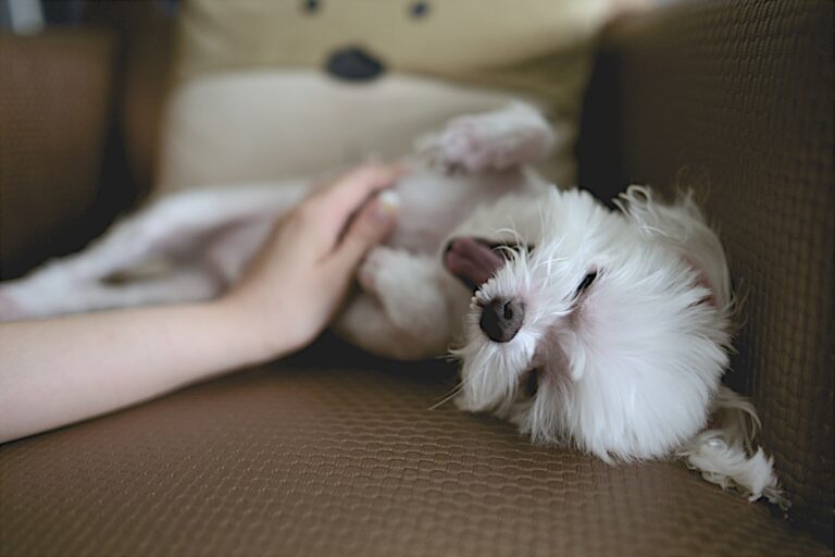 Le leccate dei cani non sono semplici gesti affettuosi: il loro significato può variare in base al contesto, dalla comunicazione sociale al segnale di stress.