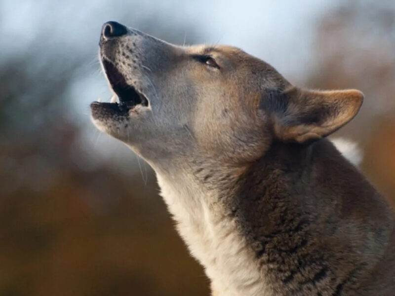 L'abbaiare di un cane al suono del campanello o alla porta è un comportamento comune. Scopriamo i motivi dietro questa reazione e come gestirla.