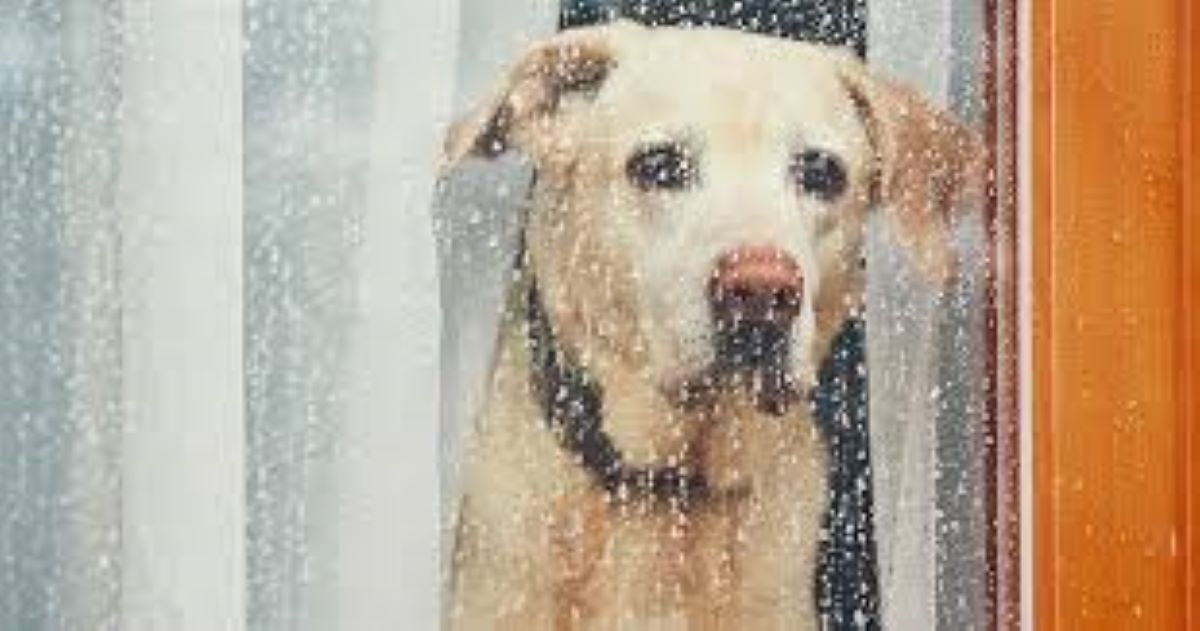 5 attività da fare con il tuo cane anche quando fuori piove