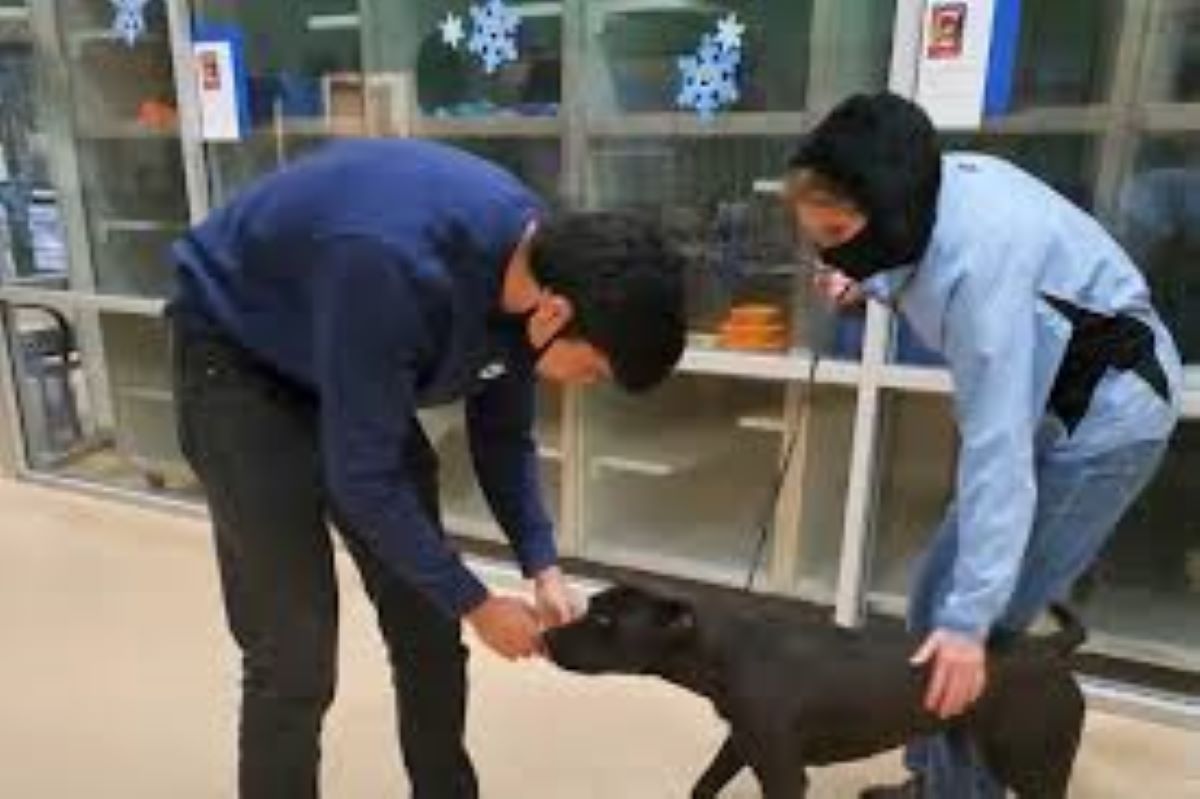 Cane disperso ritrovato dopo quattro mesi, uno sciatore lo salva dalla neve: “Ho messo la mano sotto il suo mento, e lui ha appoggiato il muso sulla mia mano. Si è fidato”.
