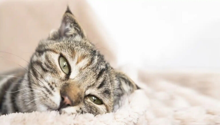 I gatti sono esperti nel nascondere i segni di malattia, ma ci sono sintomi che un proprietario attento può facilmente notare.