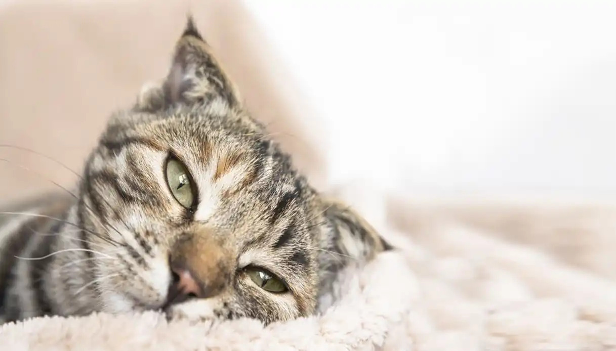 I gatti sono esperti nel nascondere i segni di malattia, ma ci sono sintomi che un proprietario attento può facilmente notare.