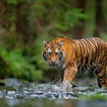 Due tigri dell’Amur reintrodotte nella riserva Ile-Balkhash, segnando il ritorno della specie in Kazakistan dopo oltre sette decenni di assenza.