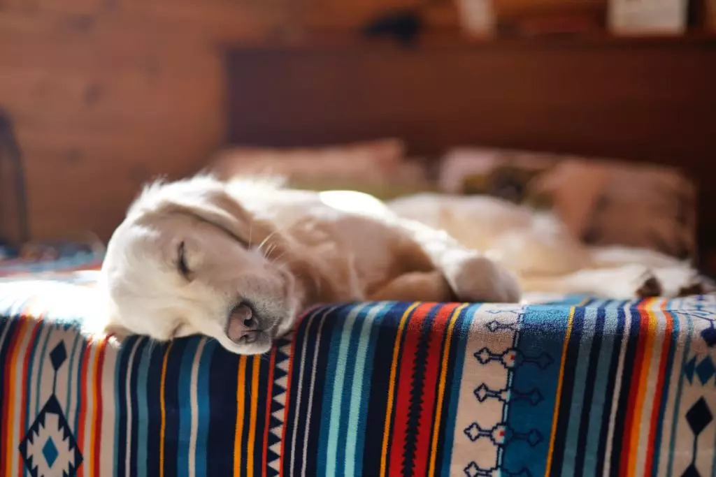 Cani e sonno: quanto dovrebbero dormire e quando preoccuparsi