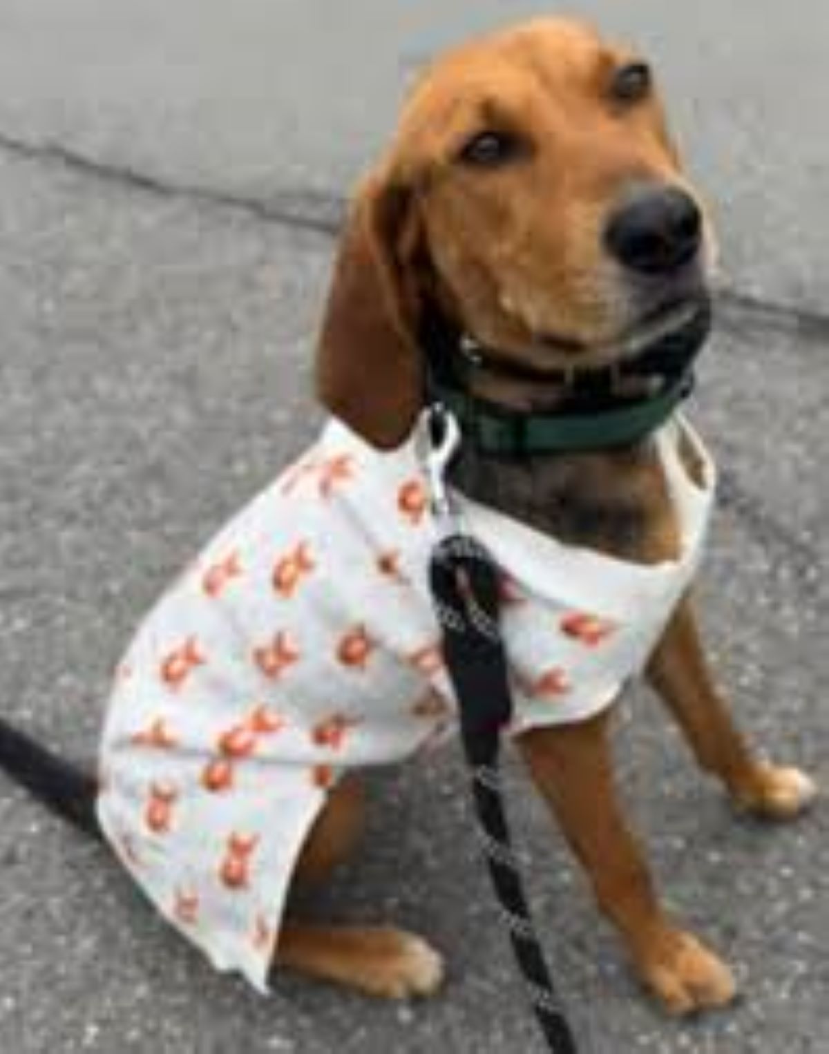 Ultimi giorni speciali per Rue prima dell’eutanasia: la lista natalizia della padrona per il suo cane che la lascerà dopo Natale