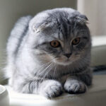 Sam Hope ritrova il suo gatto Smokey dopo anni di separazione grazie al microchip. Una storia di speranza, amore e seconde possibilità.