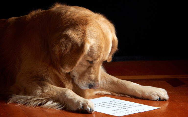 Secondo una ricerca, i cani non solo capiscono le parole dei loro padroni ma identificano anche le emozioni e le intenzioni nascoste nei messaggi.