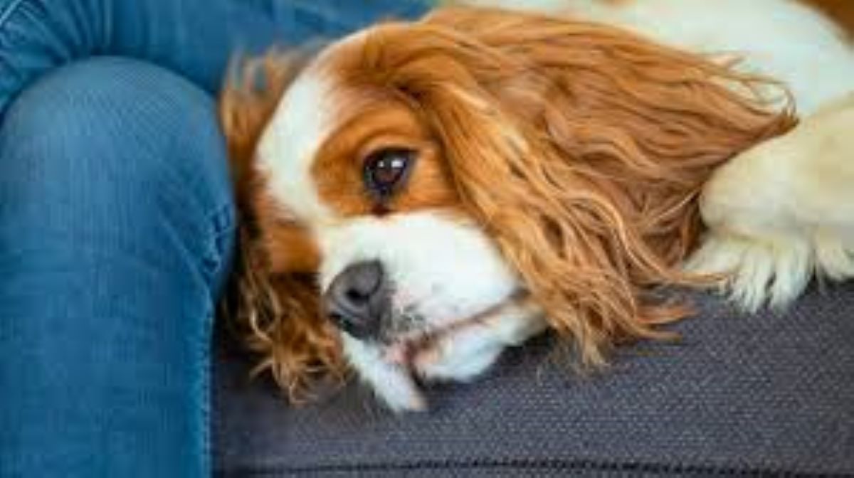 Perché i cani mettono la testa tra le gambe del loro umano