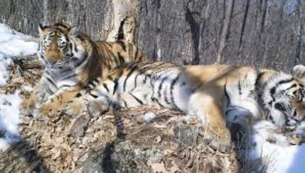 Due tigri orfane percorrono 200 km per riunirsi e poi danno vita a una cucciolata