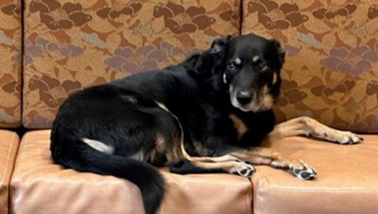 Scout, un meticcio di 10 anni, ha trovato il suo posto del cuore in una casa di cura per anziani nel Michigan, conquistando tutti con la sua dolcezza.