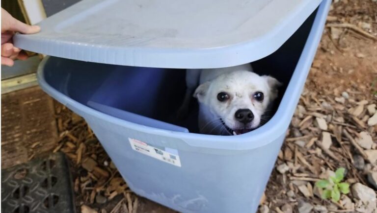 Lasciato in un contenitore di plastica chiuso sotto il sole, il cane Clover è stato salvato dai volontari di un rifugio negli Stati Uniti.