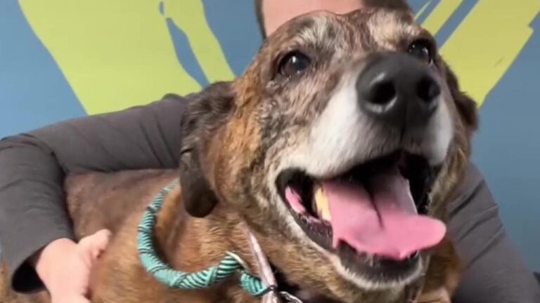 Una coppia di Chicago adotta Ajax, un incrocio di Segugio di 10 anni, commossa dalla sua storia di fedeltà e coraggio.
