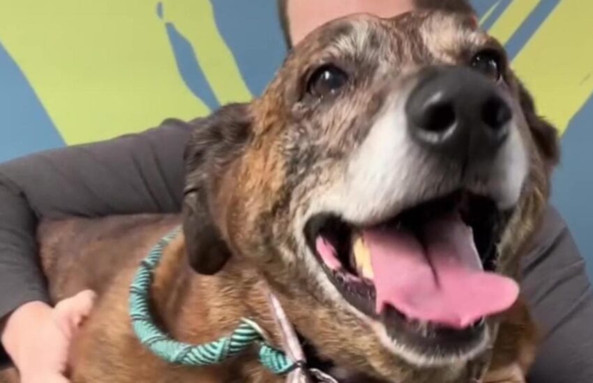 Una coppia di Chicago adotta Ajax, un incrocio di Segugio di 10 anni, commossa dalla sua storia di fedeltà e coraggio.