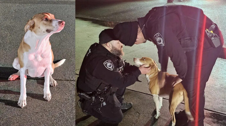 Con un ululato diverso dal solito, Lucy ha svegliato i suoi proprietari e avvertito del pericolo, evitando una tragedia ad Arlington, negli Usa.