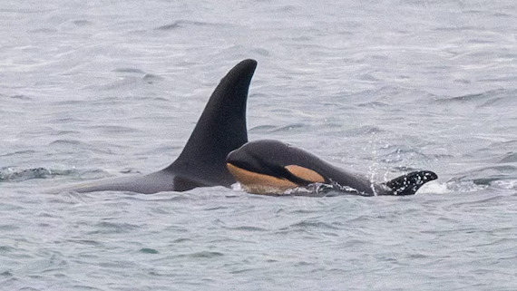 Tahlequah, l’orca simbolo del dolore materno, perde un altro cucciolo nelle acque del Pacifico e lo trascina con se per giorni
