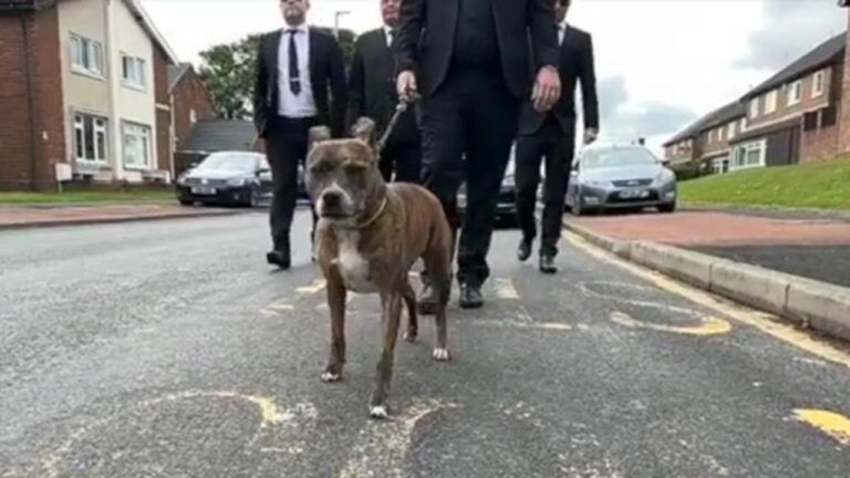 Malic, uno Staffordshire Bull Terrier, ha commosso il Regno Unito guidando il corteo funebre del suo proprietario Gareth Richards, mancato improvvisamente a 36 anni.