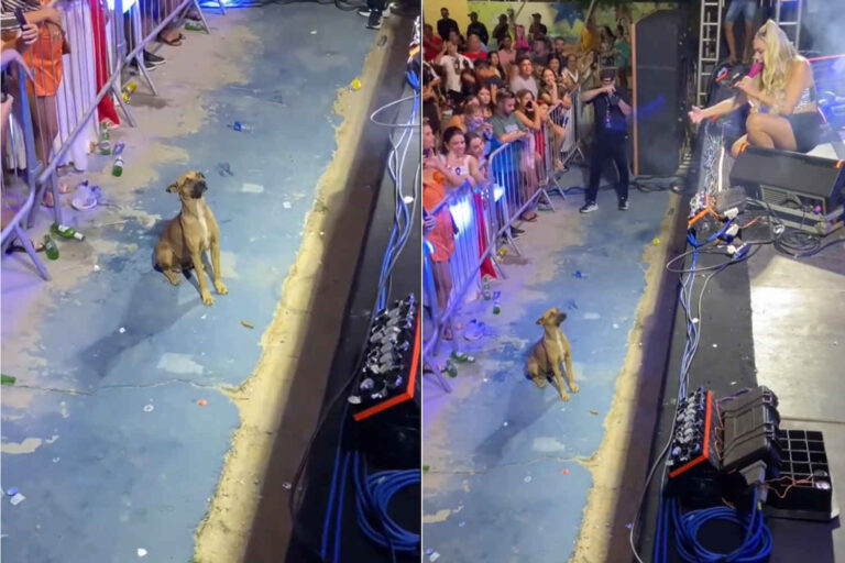 Durante un concerto in Brasile, la cantante Taty Girl ha rinunciato ai fuochi d’artificio per non spaventare un cucciolo randagio, guadagnandosi l'ammirazione dei fan.