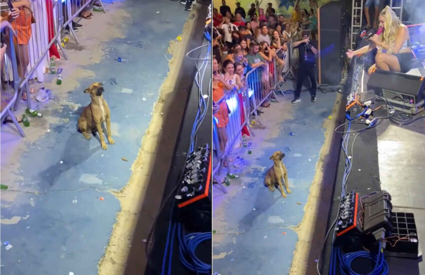 Durante un concerto in Brasile, la cantante Taty Girl ha rinunciato ai fuochi d’artificio per non spaventare un cucciolo randagio, guadagnandosi l'ammirazione dei fan.