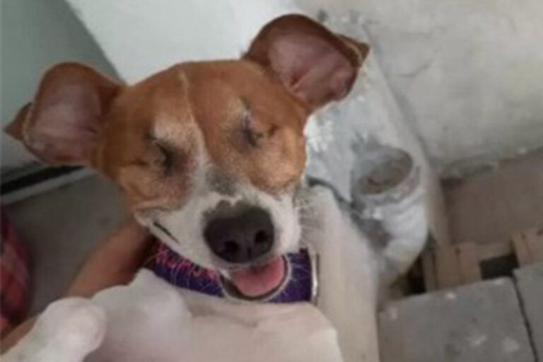 Trovata tremante e cieca dietro una recinzione in Messico, Concha è rinata grazie alla dedizione di chi l’ha salvata. Oggi è un’altra storia.