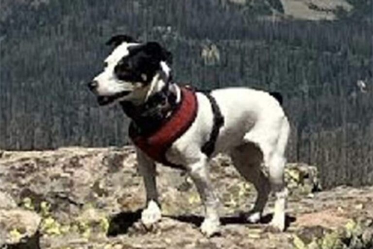 La storia di Finny, un Jack Russell, e del suo proprietario Rich Moore, escursionista 71enne, commuove per la fedeltà senza confini del piccolo cane.