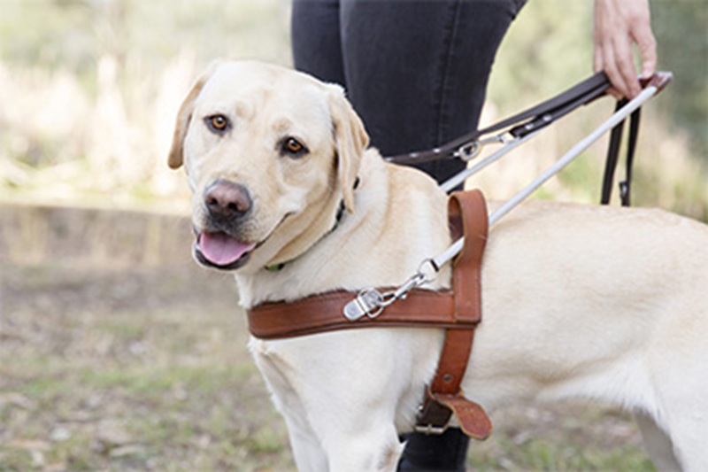 Un bambino vende i suoi lavori per regalare un cane d’assistenza al fratellino autistico