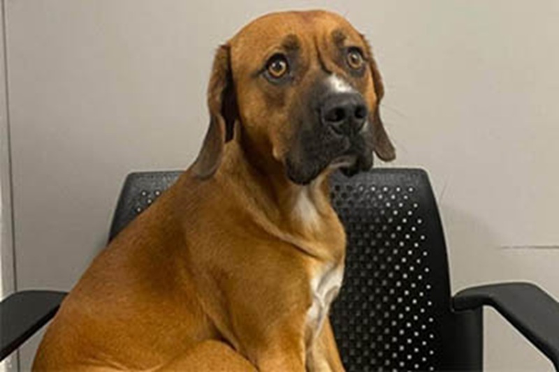 Lasciato in un trasportino al terminal di Santiago del Cile, Bruno ha trasformato un triste abbandono in una nuova occasione di felicità.
