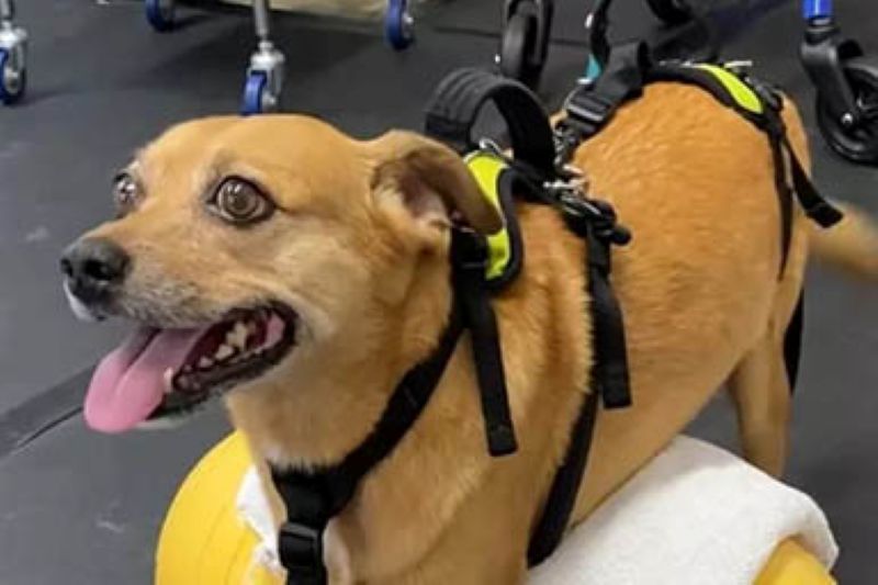 Rocky, colpito da una grave malattia malattia neurologica, non si arrende e torna a camminare