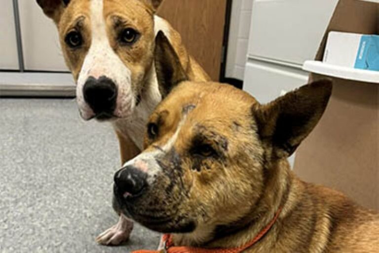 Due cani abbandonati in Clinton Township (Usa) si ritrovano dopo giorni di ansia e chilometri di cammino, in cerca di una vita migliore.