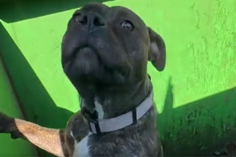 Pit Bull lanciato in un cassonetto salvato dai soccorritori: “Questo cane non è spazzatura”