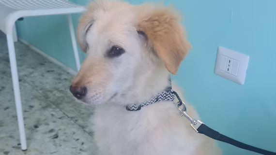 Trovato solo e infreddolito poco prima di Natale, Rocky è ora in cerca di una casa. Ogni giorno che passa potrebbe finire in canile.