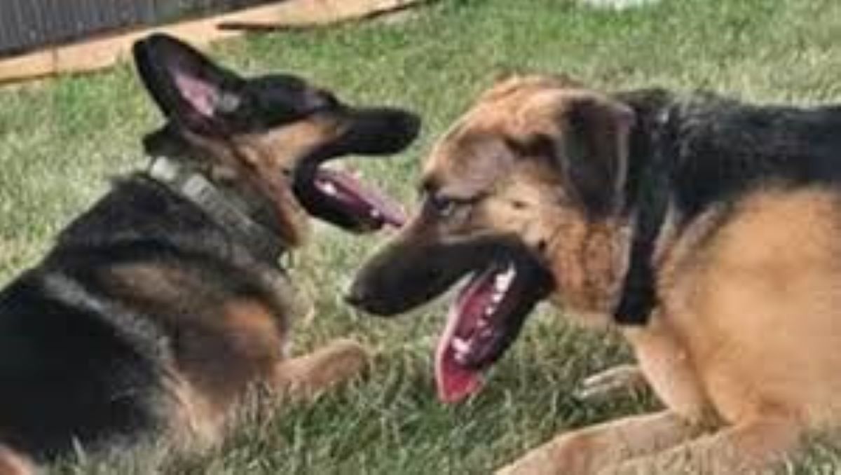 Vanno in un canile per adottare un cane e conoscono Bruno e Ollie che sono amici inseparabili, giovane coppia li adotta entrambi