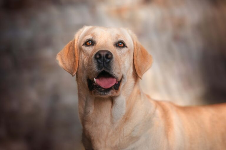 Un Labrador dimostra straordinaria fedeltà e presenza di spirito, salvando la vita del suo proprietario dopo un grave incidente in Lombardia.
