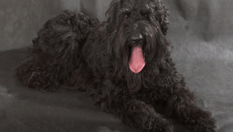 Quasi due anni senza tosatura: Barney, il Terrier russo nero, salvato in condizioni terribili