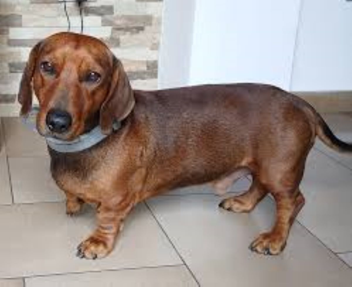 Il bassotto Camillo salva un giovane in coma etilico