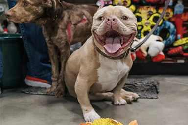 Salvato da un cantiere abbandonato dove stava morendo di fame, il cane Leroy trova una nuova vita piena di amore