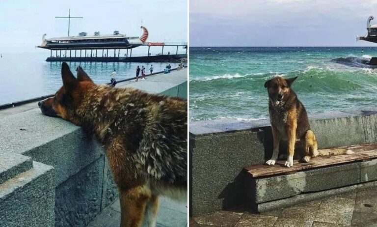 Mukhtar, il cane simbolo di lealtà di Yalta, ha lasciato un vuoto nei cuori di residenti e turisti. Una statua ne celebrerà la memoria.