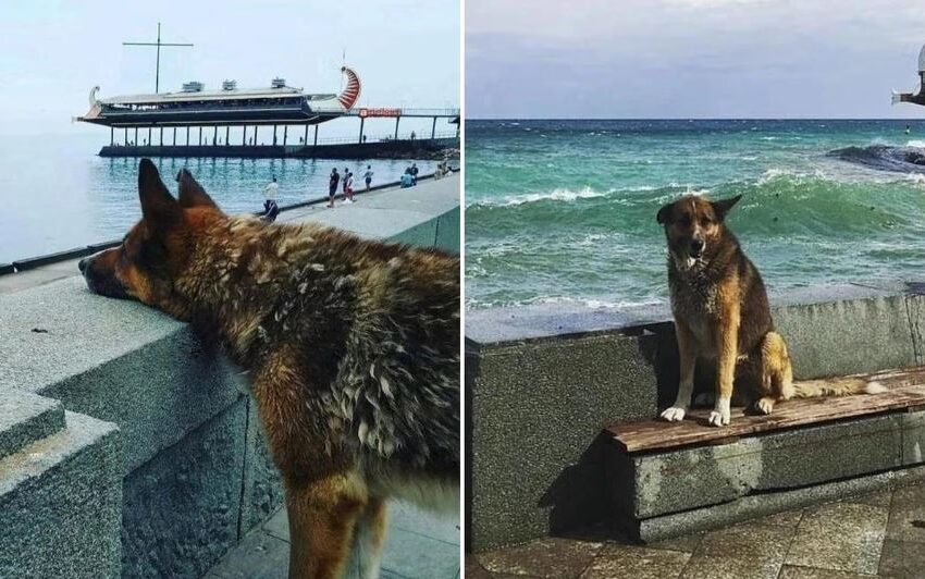 Mukhtar, il cane simbolo di lealtà di Yalta, ha lasciato un vuoto nei cuori di residenti e turisti. Una statua ne celebrerà la memoria.