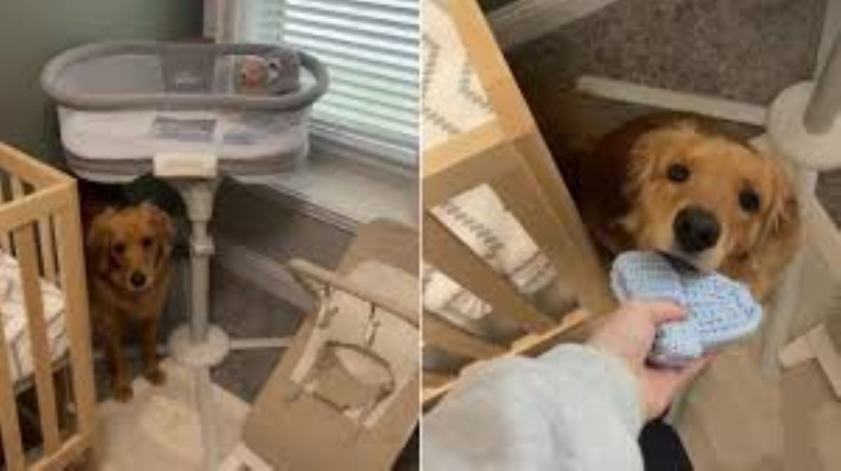 Golden Retriever piange davanti alla culla vuota: il video che commuove il web