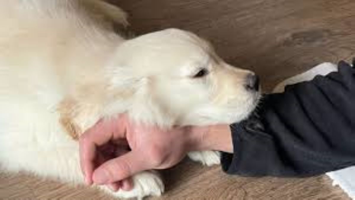 Il cane Goose e la sorpresa del viaggio: dalla malinconia alla gioia