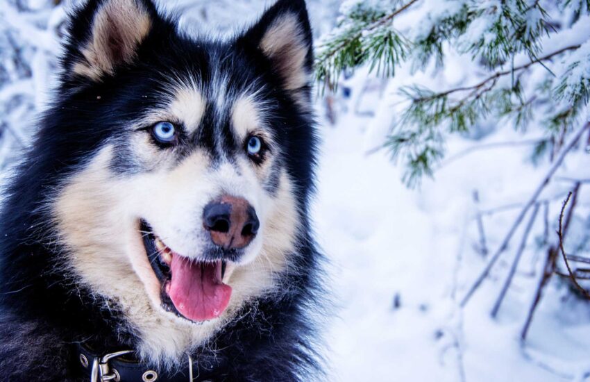 Una giovane messicana ha deciso di vendere la sua treccia per comprare le cure antiparassitarie per Sky, il suo Husky, e le sue sorelle. Un atto di straordinaria dedizione che ha emozionato il rifugio Dejando Huella di Tampico e gli utenti sui social.