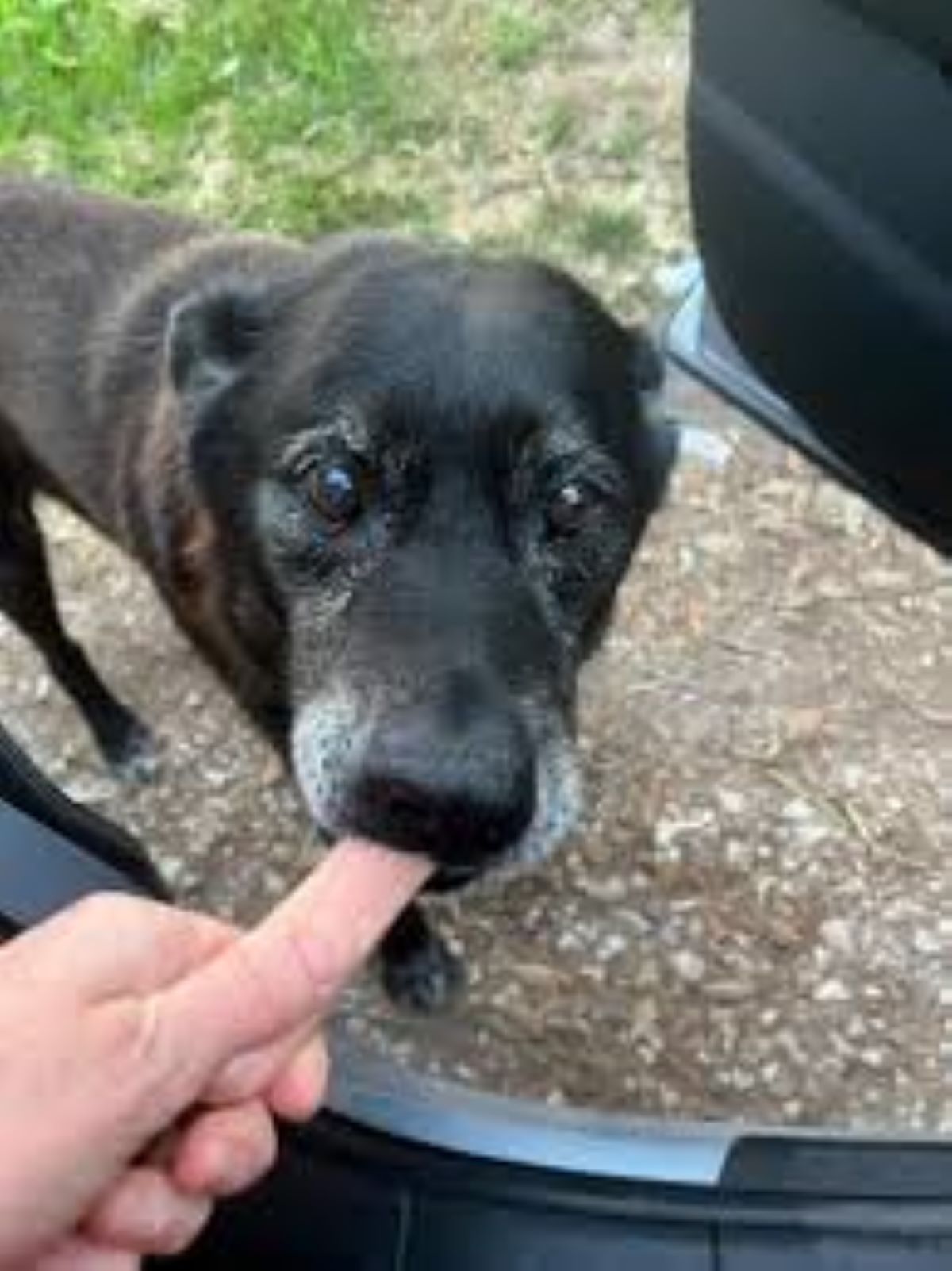 Un cane etichettato come pericoloso era in realtà solo molto triste, quando lo capiscono cambia la sua vita
