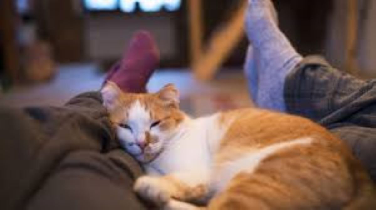 Perché il gatto dorme ai tuoi piedi? Le ragioni dietro questo comportamento