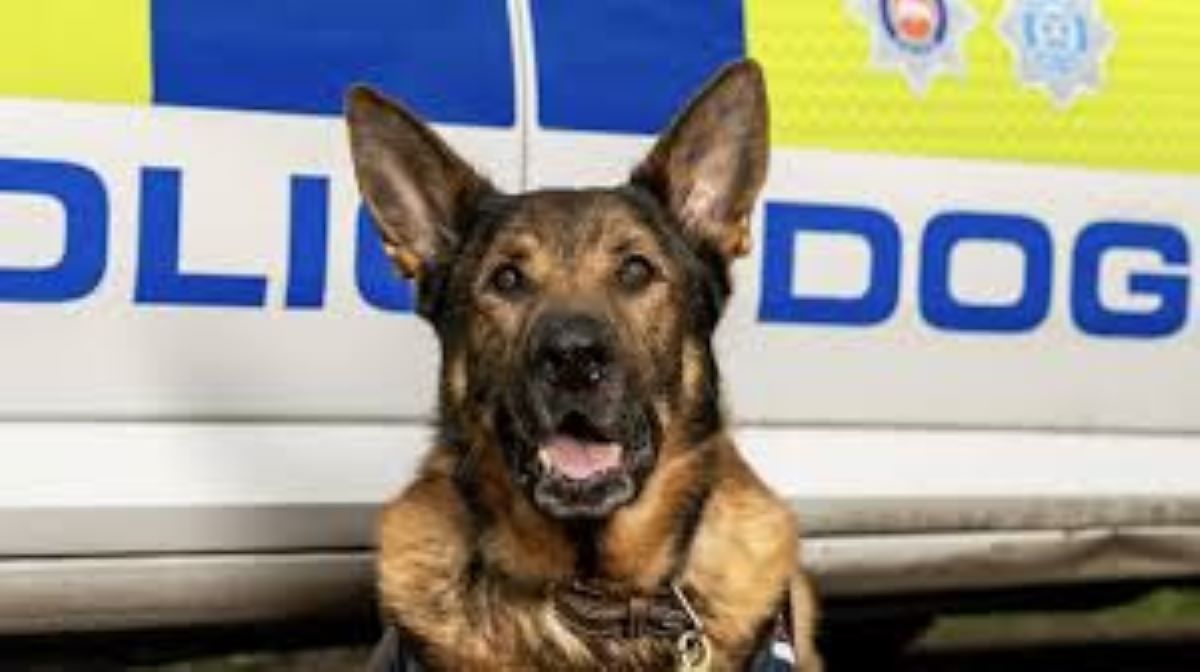 Cane poliziotto in pensione salva uomo che si era perso