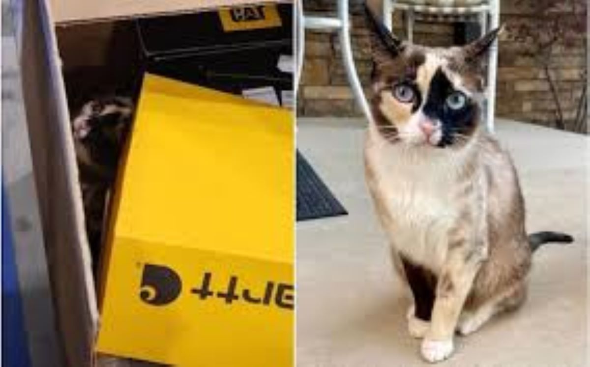 Gatta si nasconde in un pacco Amazon dove c’erano stivali per un reso e percorre 400 chilometri: ritrovata grazie al microchip